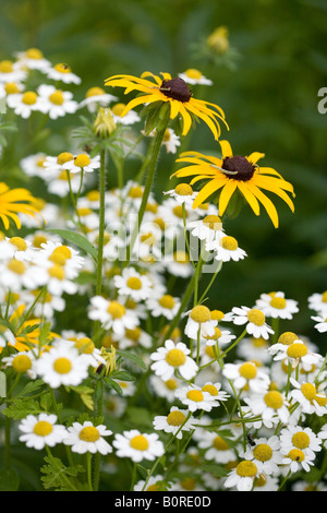 Giallo black eyed susan fiore con piccola Daisy bianca in giardino Foto Stock