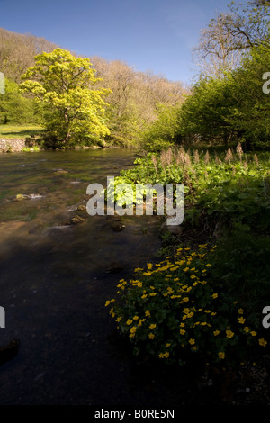 Fiume Wye a inizio primavera che scorre dolcemente attraverso Monsel Dale bordato di giallo le calendule e alberi con bright foglie nuove. Foto Stock