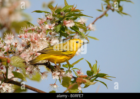 Giallo Trillo appollaiato in fiori di ciliegio Foto Stock