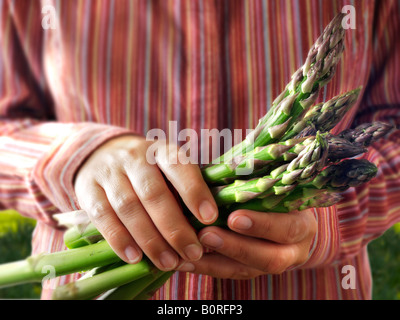 Donna mano azienda di asparagi freschi Foto Stock