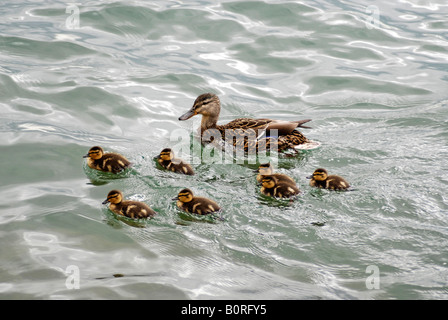 Mallard Duck con le ochette Foto Stock