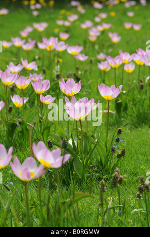 Lilac wonder i tulipani Foto Stock