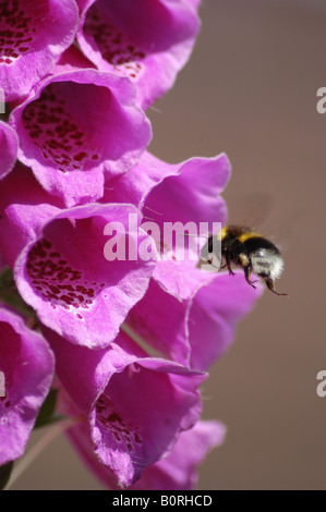 Bee entrando Foxglove Foto Stock