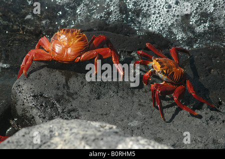 Sally luce granchio piede [Grapsus Grapsus], Isole Galapagos, Ecuador, Sud America Foto Stock