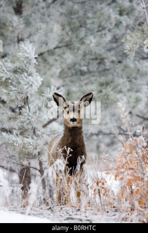 Bellissimi cervi nel foraggio invernale per i prodotti alimentari nella coperta di neve Colorado Rocky Mountain Wilderness. Foto Stock