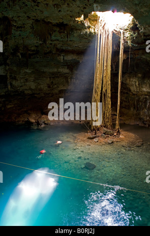 Cenote Samula con numerose stalagmiti e persone nuoto mentre le radici di un grande albero tratto giù in piscina Foto Stock