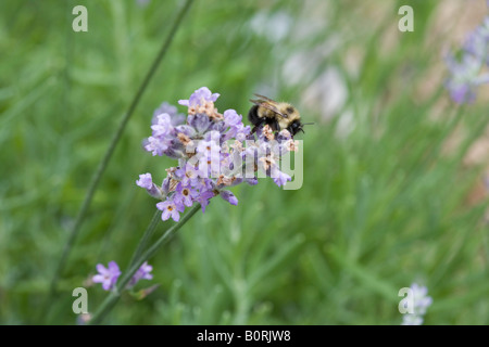 Ape su fiore viola la raccolta di nettare polline Foto Stock