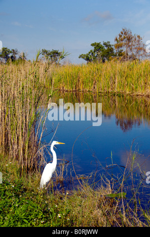 Un Americano Garzetta nelle praterie e paludi di Everglades Florida USA Foto Stock