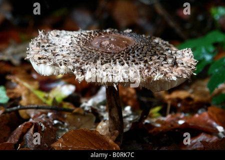 Parasol (fungo Lepiota procera) Foto Stock