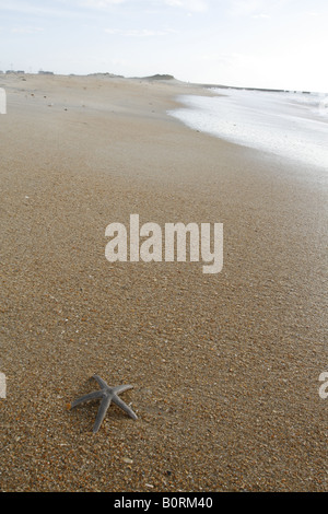 Starfish arenati su Cape Hatteras, Outer Banks, Carolina del Nord Foto Stock