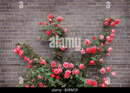 Climbing rose rosse su un muro di mattoni di una casa Foto Stock