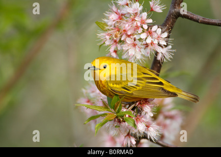 Giallo Trillo appollaiato in fiori di ciliegio Foto Stock