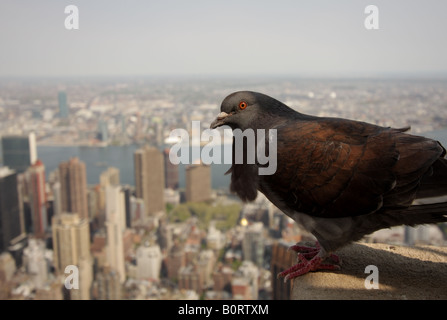 Feral pigeon sulla cima dell'Empire State Building di fronte a New York cityscape Foto Stock