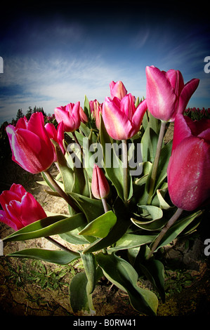 Bunch of pink tulips growing in a garden, digital vignetting applied. Foto Stock