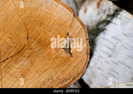 Tagliare legno di betulla che mostra gli anelli di crescita Foto Stock