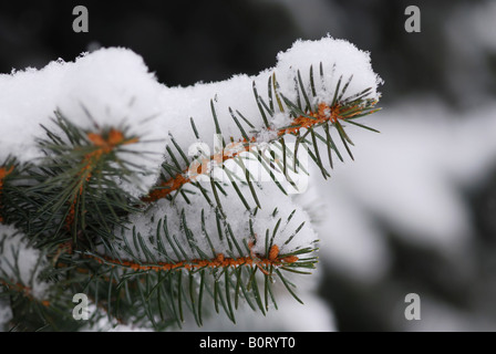 Macro di un ramo di abete ricoperti di neve Foto Stock