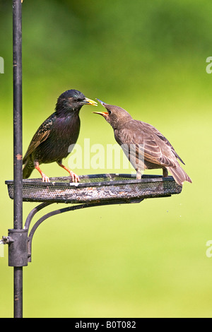 Starling Sturnus vulgaris alimentazione dei giovani. Storia naturale Foto Stock