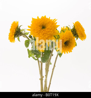 Girasole Orsacchiotto Helianthus annuus fiore Foto Stock