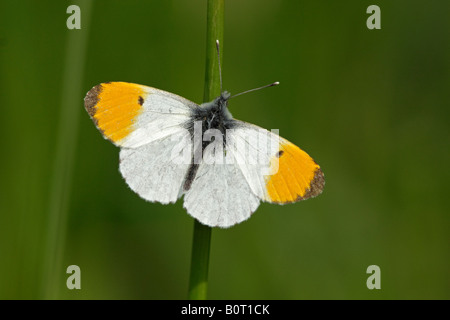 Maschio punta arancione farfalla anthocaris cardamines Foto Stock