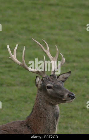 Red Deer cervo Cervus elaphus Foto Stock