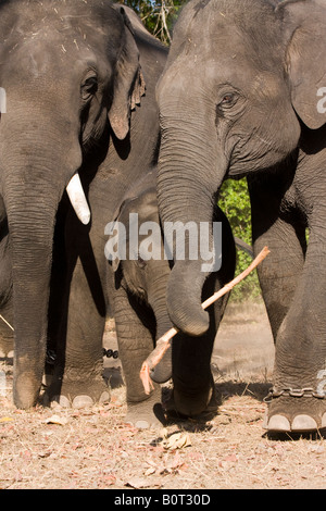 Elefanti indiani a giocare con il loro bambino tenendo un bastone nella loro tronco. Questi elefanti lavori dando giostre per turisti Parco Nazionale di Kanha India Foto Stock