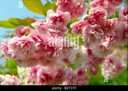 Fioritura rosa ciliegia fioritura che cresce su un albero di ciliegio in sole Foto Stock