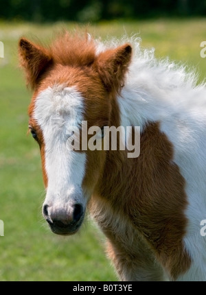 Pony Shetlant puledro, New Forest, Hampshire, Inghilterra Foto Stock