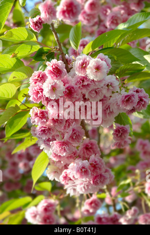 Fioritura rosa ciliegia fioritura che cresce su un albero di ciliegio in sole Foto Stock