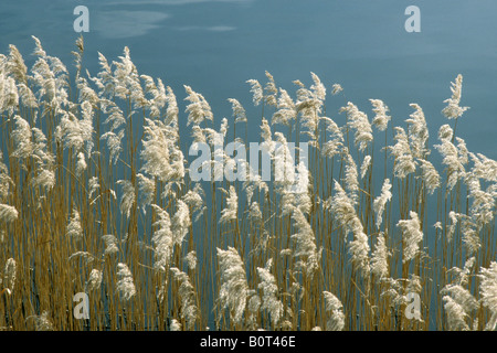 Cannuccia di palude, Reed erba (Phragmites communis), stocchi di sementi Foto Stock