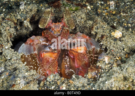 Red canocchia guardando al di fuori di un foro nel fondo di sabbia sotto l'acqua Foto Stock
