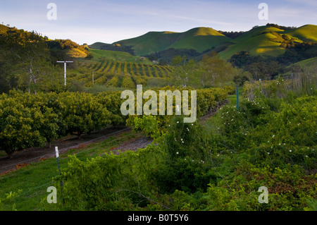 Avocado Orchard e verdi colline nella primavera del vecchio Creek Road vicino a Cayucos California Foto Stock