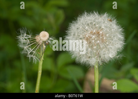 Fiore di tarassaco prima e dopo il rilascio di semi Foto Stock