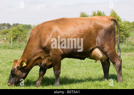 Rossa danese bestiame bovino di caseificio nel campo Cumbria Inghilterra England Foto Stock