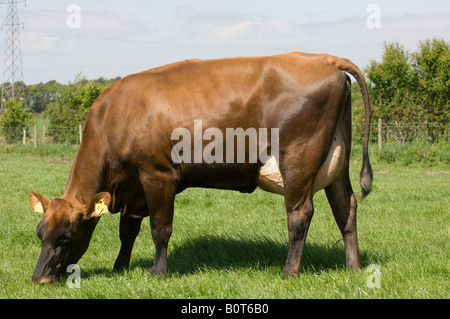 Rossa danese bestiame bovino di caseificio nel campo Cumbria Inghilterra England Foto Stock