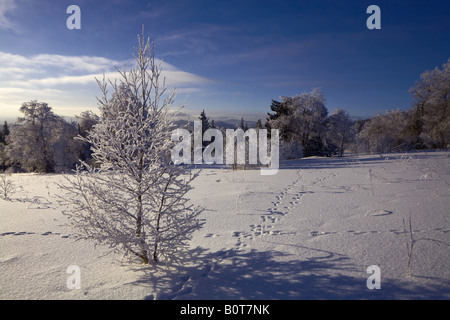 Coperte di neve albero e traccia di lepre Foto Stock