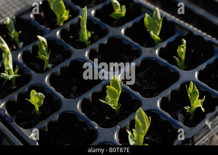 Il segnale di PEA piantine crescono nelle cellule Foto Stock
