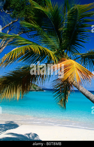 Palm Tree on Trunk Beach Saint John US Virgin Islands Foto Stock