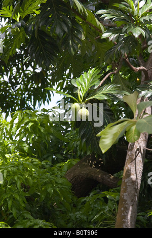 L'albero del pane Artocarpus altilis Foto Stock