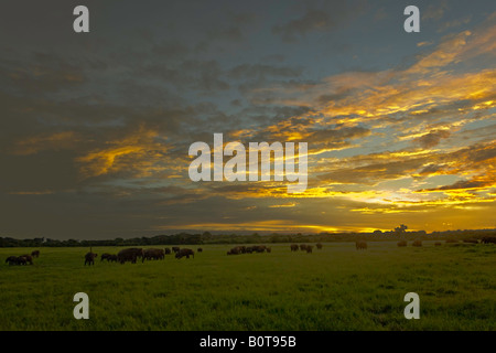 "Il raduno degli elefanti" al tramonto, Kaudulla/Minneriya National Park, Sri Lanka. Foto Stock