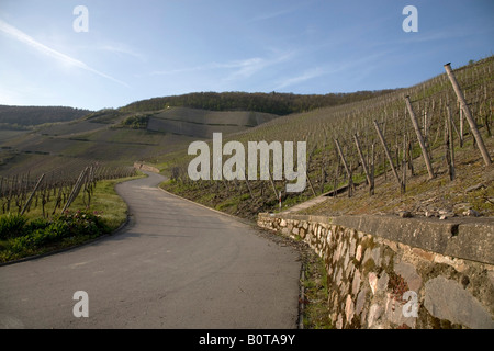 La strada attraverso i vigneti in Piesport sul fiume Mosella in Germania Foto Stock