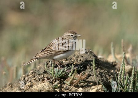 Breve toed lark Calandrella brachydactyla primavera Spagna Foto Stock