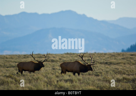 Bull Elk Grand Teton National Park Wyoming Foto Stock