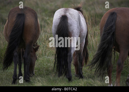 DARTMOOR PONY vista posteriore Dartmoor Devonshire south western Inghilterra Foto Stock