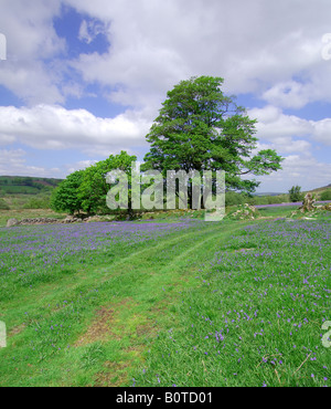 Un agriturismo via sul Parco Nazionale di Dartmoor Devon England che conduce attraverso un gateway nel muro di pietra con wild bluebells Foto Stock