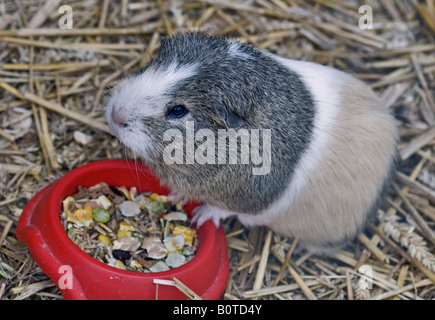 Grigio e Bianco Guinea Pig (cavia porcellus) e Rosso Food Bowl Foto Stock