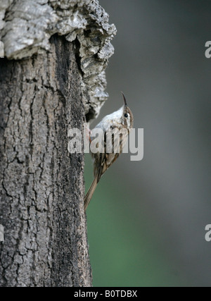 Breve toed rampichino alpestre Certhia brachydactyla primavera Spagna Foto Stock