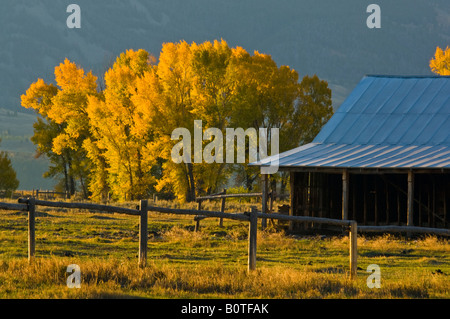 Foglie di giallo su alberi in caduta accanto al vecchio stabile in legno e corral fienile mormone fila Grand Teton National Park Wyoming Foto Stock