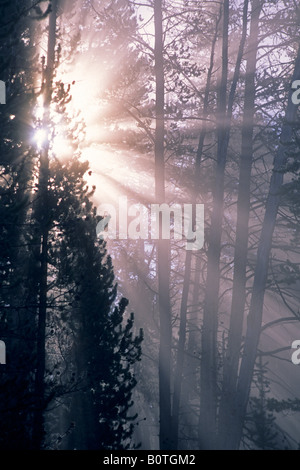 Nebbiosa mattina autunnale sunrise godbeams attraverso pino Hayden Valley il Parco Nazionale di Yellowstone Wyoming Foto Stock