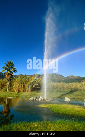 Geyser Old Faithful, Napa Valley, California, America del Nord Foto Stock