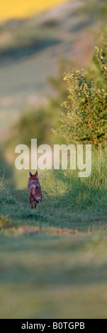 La Volpe rossa Vulpes vulpes walking down farm via ai primi di luce della sera Sutton Bedfordshire Foto Stock